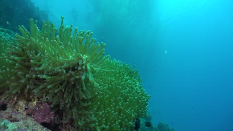 Clownfische-Schwimmen-In-Offenen-Grünen-Seeanemonen