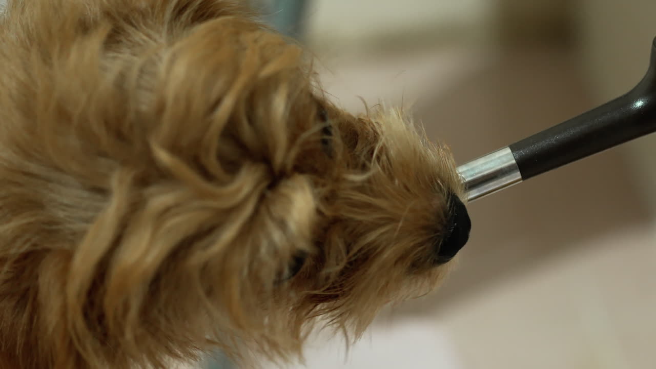 자신의 용기에 있는 배수구에서 물을 마시는 귀여운 작은 개