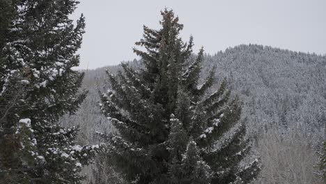 conifer trees, mountain landscape snowy fields and snowflakes on cold winter day slow motion