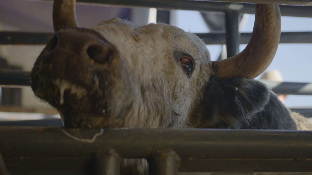 A rank bull drooling in metal chute in Dallas, Texas before a bull ...
