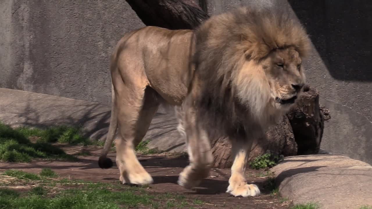 león en el zoológico caminando por las rocas junto al árbol