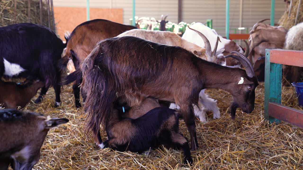 Young goats head butt mother's udder to trigger milk letdown at dairy goat farm in Hungary.