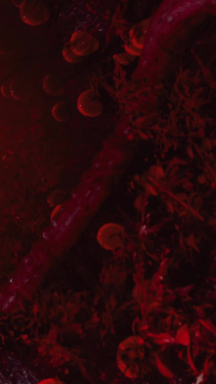 Blood cells in a dark environment showing details of their structure and shape