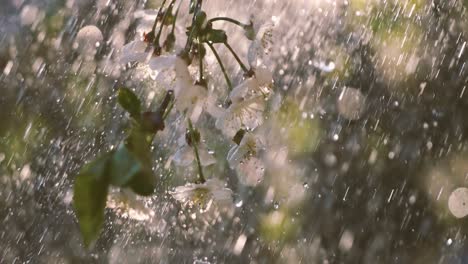 Kirschblütenzeit.-Frühlingsregentropfen-Fallen-Auf-Eine-Kirschblüte.-Aufgenommen-Mit-Super-Zeitlupenkamera-1000-Fps.