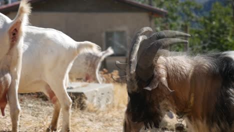 Close-up-of-goats-on-a-farm