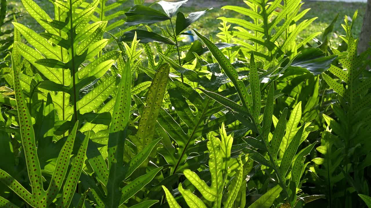 Explore os detalhes intrincados de samambaias verdes exuberantes prosperando em um ecossistema florestal vibrante.