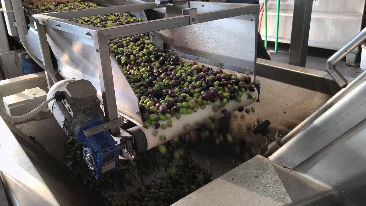 Oil Mill Production Line, Olives Washing Cleaning and Sorting Process to Remove Dirt