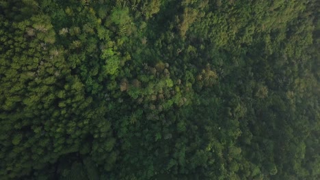 印度尼西亞熱帶棕<unk>樹和植物的森林空中無人機拍攝