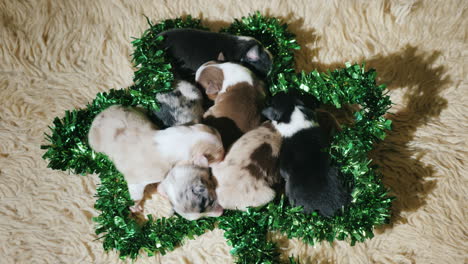 Puppies-In-Green-Decor-For-St-Patrick\'s-Day
