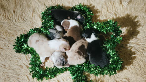 puppies in green decor for st patrick's day