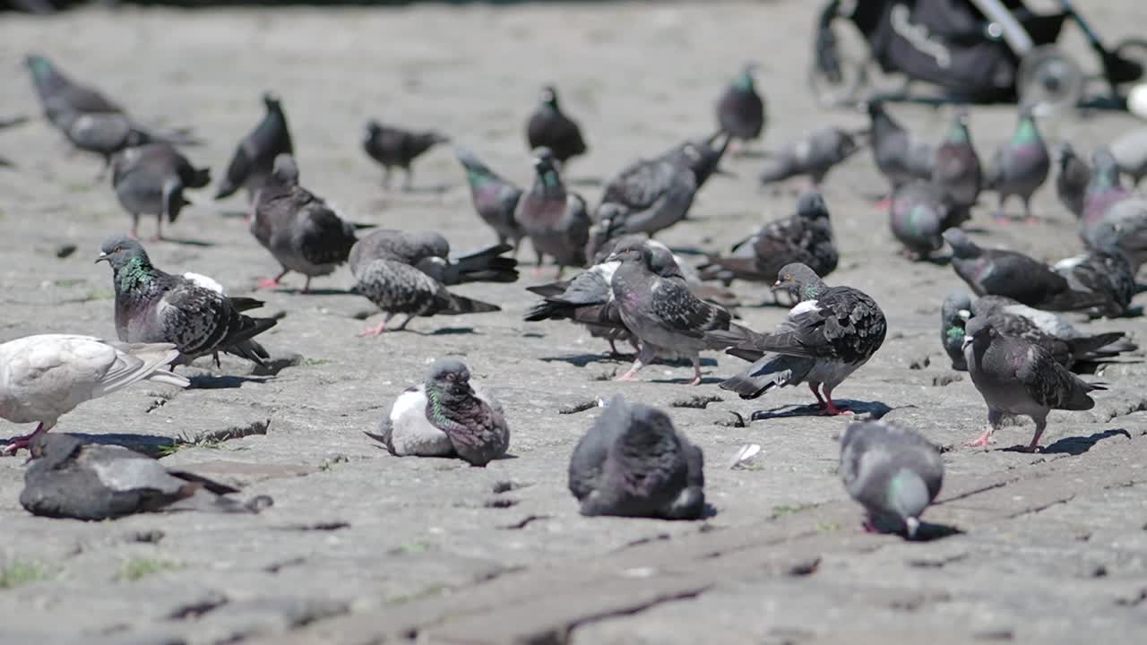 도시 거리에서 비둘기