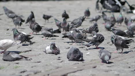 palomas en una calle de la ciudad