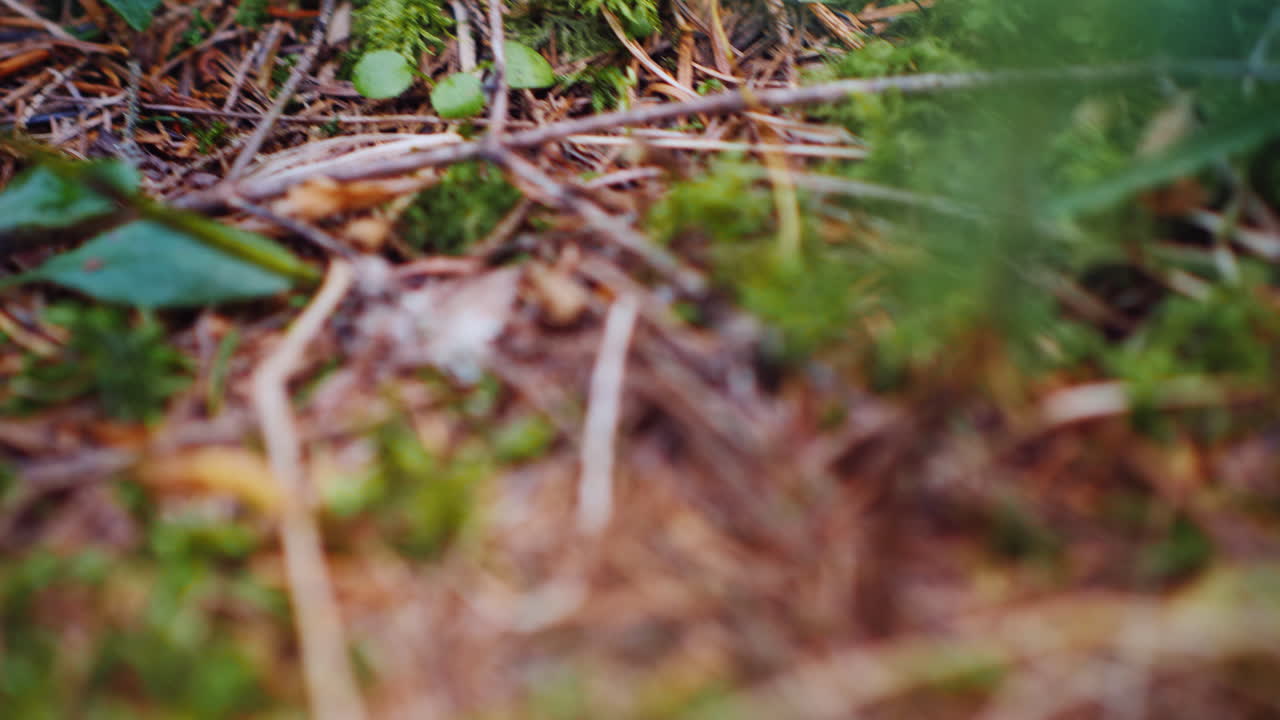 Find A Beautiful White Mushroom In The Forest A First-Person View Desired Mine Of Mushroom Picker