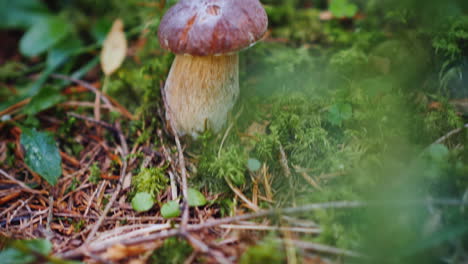 find a beautiful white mushroom in the forest a first-person view desired mine of mushroom picker