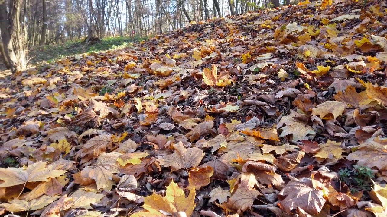 Herbstlaub im Park
