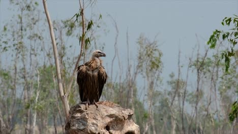 The-Himalayan-Griffon-Vulture-is-Near-Threatened-due-to-toxic-food-source-and-habitat-loss