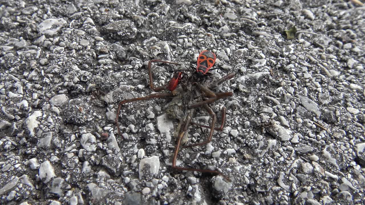 dos escarabajos rojos y negros y hormigas comiendo una araña muerta