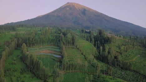 aerial shot tobbaco plantation on the slope of sindoro mountain in temanggung, central java, indonesia