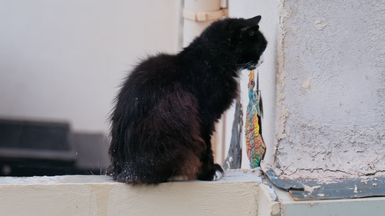 Close up of a black cat sitting on a ledge in the rain