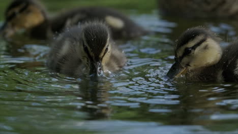 Entenküken-Auf-Der-Suche-Nach-Futter-Im-Wasser