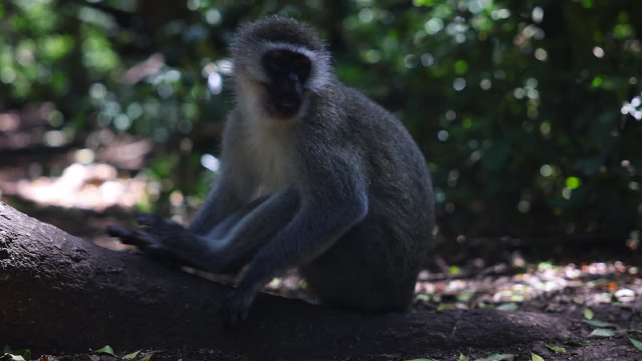 Monkey sitting on tree on ground in forest and chewing. Mammal going away. Animals in Safari park, South Africa