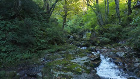 Amidaga-taki,-Retroceso-Aéreo-A-Través-Del-Bosque-A-Lo-Largo-Del-Arroyo,-Gifu-Japón