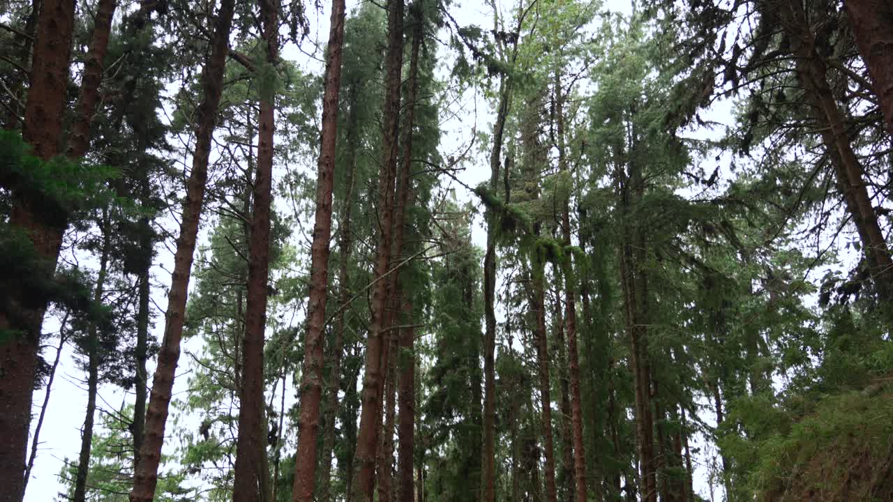 Pine forest coniferous woodland Los Nevados National Park Colombia nature
