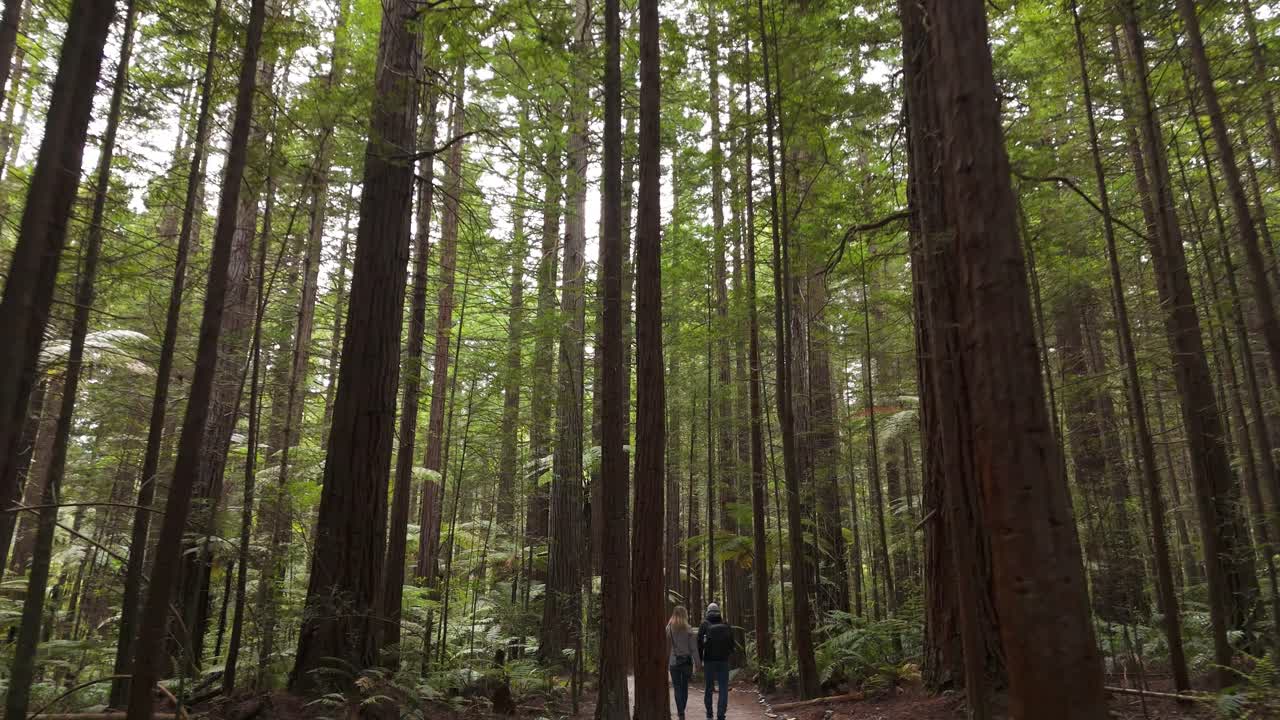 Coppia che cammina attraverso la foresta di sequoie vicino a Rotorua, Nuova Zelanda.
