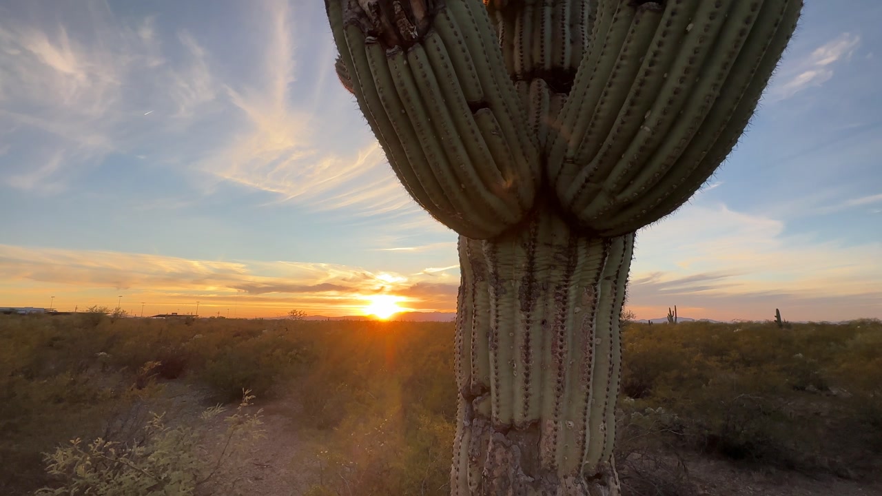 Large saguaro cactus in foreground at sunset in Saguaro National Park Arizona, desert landscape with golden light and dramatic sky, scenic nature and travel destination
