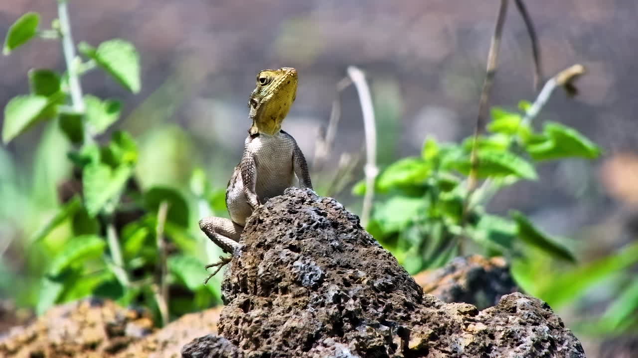 A wide shot of a small lizard basking on a rock as it lifts its head towards the warm sun