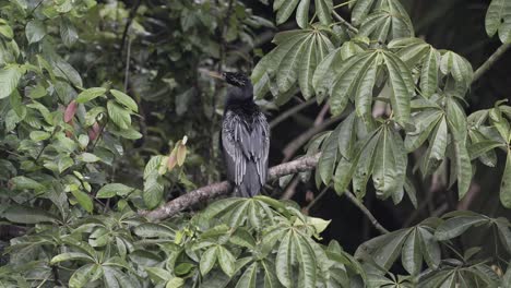 Wild-Anhinga-american-darter-bird-on-tree-branch-in-Costa-Rican-Jungle,-Handheld-shot