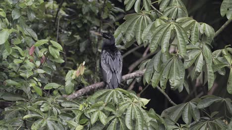 wild anhinga american darter bird on tree branch in costa rican jungle, handheld shot