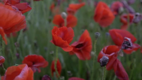 Primer-Plano-De-Amapolas-Rojas,-Símbolo-De-Celebrar-La-Vida-Y-La-Belleza,-Cámara-Lenta