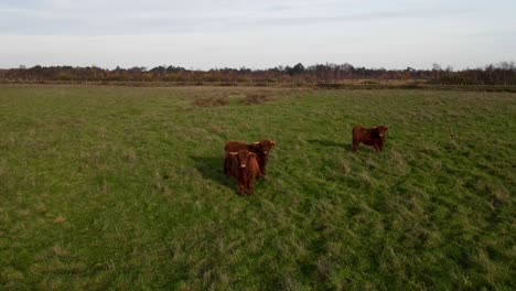 Soaring-drone-shot-of-wild-cows-in-the-Netherlands