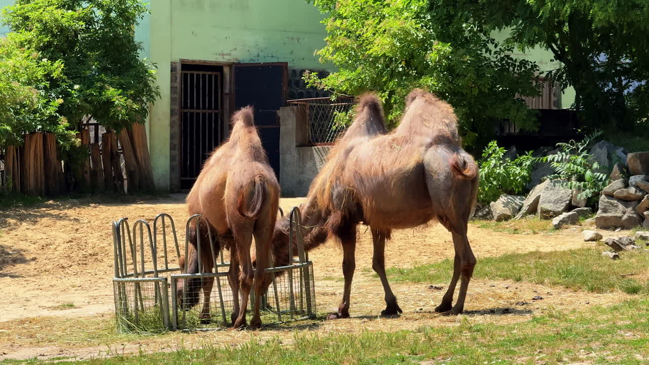 Camels grazing in a sunny park setting. Two camels graze under bright sunlight in a lush park, highlighting their unique features and behavior