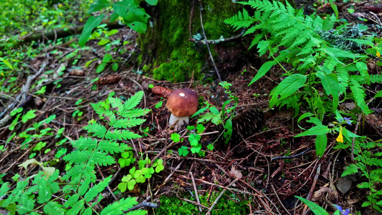 Beautiful boletus mushroom in wild natural green forest, close up