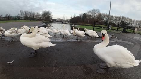 geese gathered on canal channel waterway at early morning sunrise