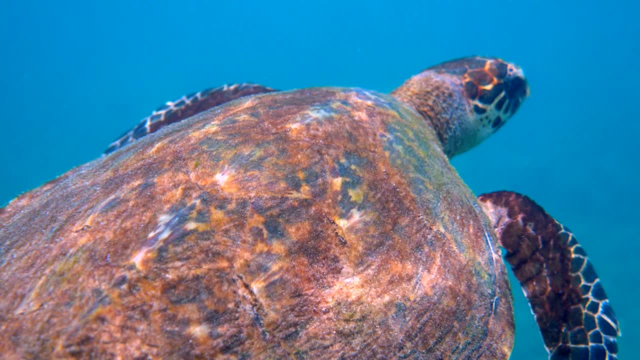la tortuga de mar falcón nada lentamente en el agua azul a través de la luz del sol, trata de encontrar comida en el arrecife de coral. buceo en la vida silvestre. vida marina submarina tortuga tropical en la naturaleza silvestre