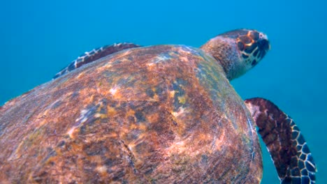 la tortuga de mar falcón nada lentamente en el agua azul a través de la luz del sol, trata de encontrar comida en el arrecife de coral. buceo en la vida silvestre. vida marina submarina tortuga tropical en la naturaleza silvestre