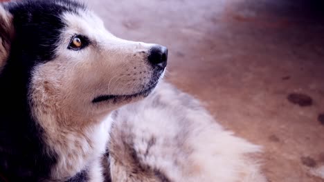 siberian husky eating food.