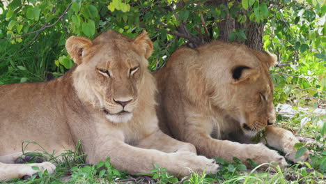 close up two young male lions sheltering beneath a tree, botswana