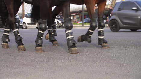 pezuñas de caballos