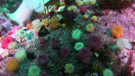 diving amid a field of colourful anemones