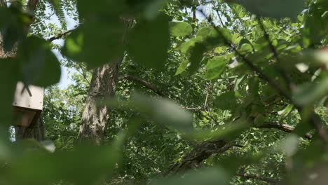 summer forest glimpsed through leaves