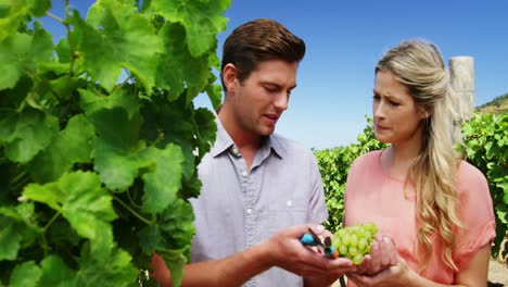 couple harvesting grapes in vineyard
