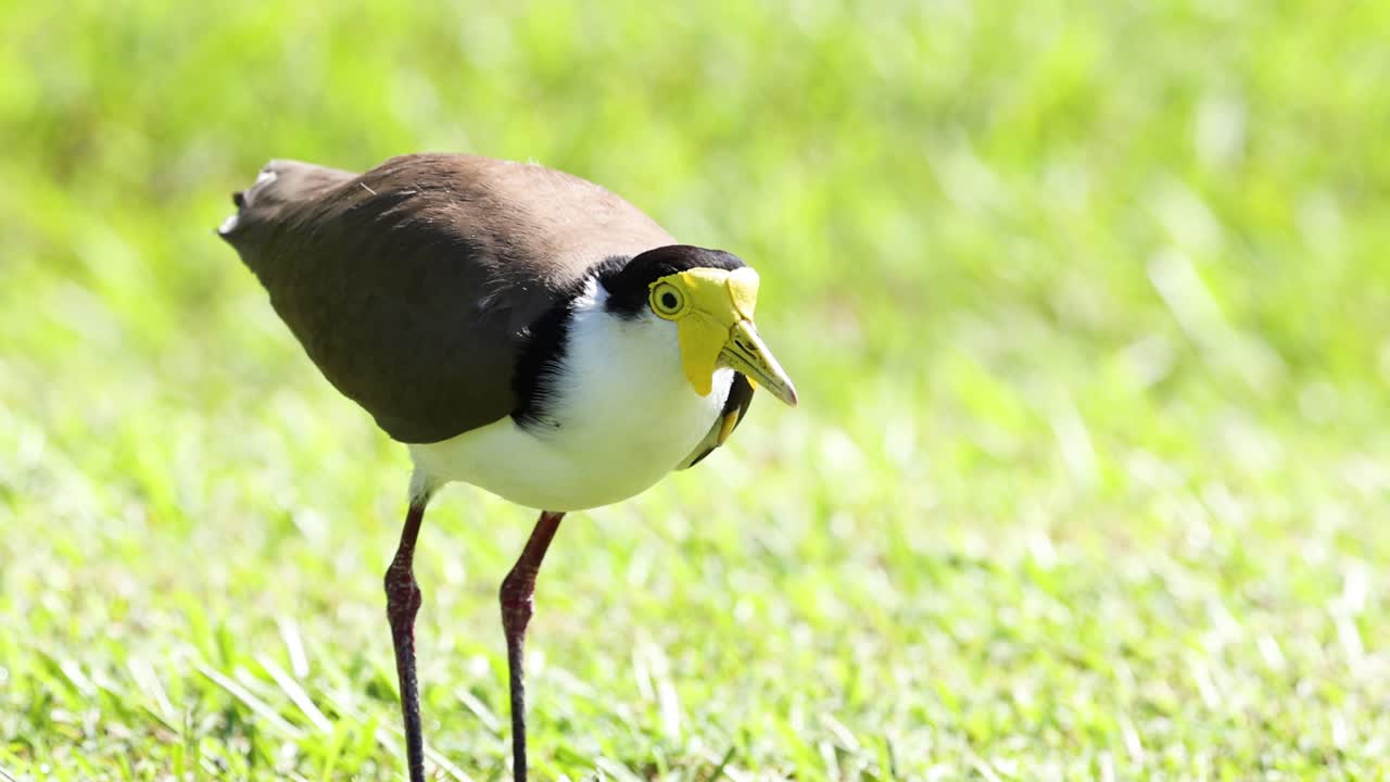 새 가 울부고 날아갈 준비 를 하고 있다