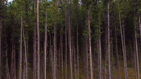 pine forest dense young trees