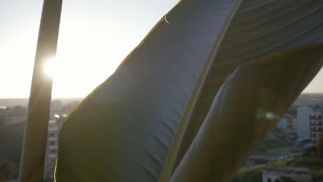 Strelitzia-reginae-plant--at-backlight-closeup