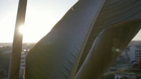 strelitzia reginae planta en primer plano de contraluz