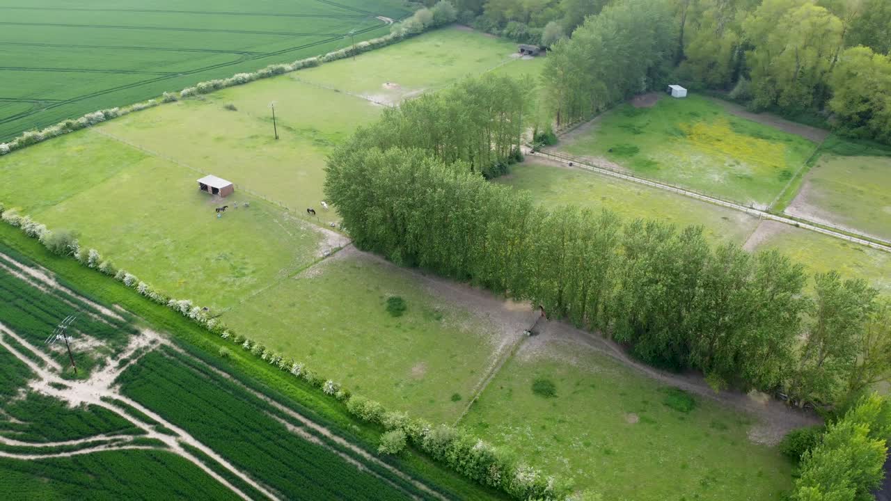 말이 있는 들판의 항공 영상